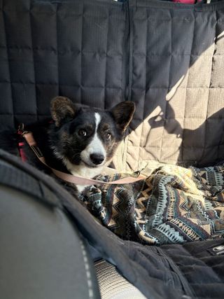 A black and white corgi cardigan lying on the back seat of a car, wearing a seat belt. Her face is scrunched up, as if she tries to say "No Photos, please".