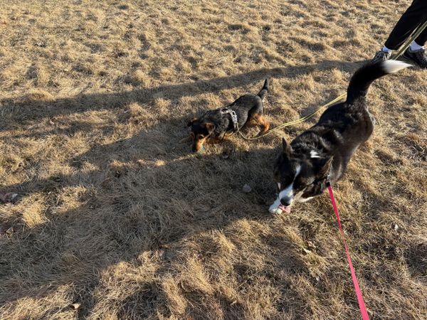 A black and white corgi cardigan walking next to a brown small dog of undetermined breed. They look like they have been playing together.