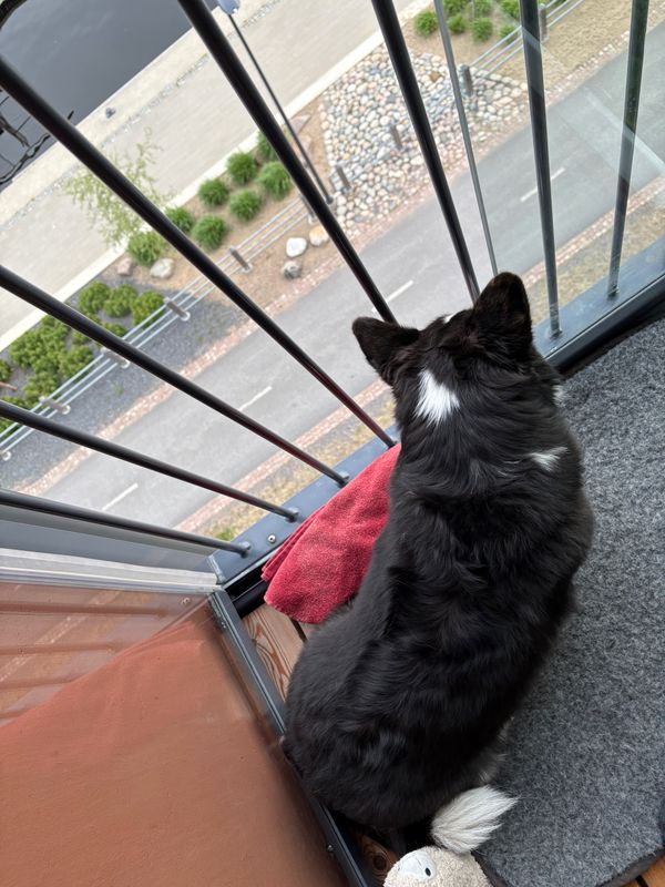 A black and white corgi cardigan looking down from a balcony, photographed over her shoulder.