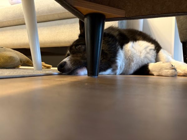 A black and white corgi resting. The photo was taken from below a stool and makes the dog look like it is melting into the floor somehow.