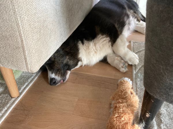 A black and white corgi cardigan sleeping with her head half under a couch. Her tongue sticks out.