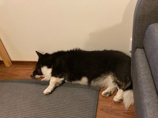 A black and white corgi cardigan lying next to a couch. Her tongue is out and she looks exhausted.