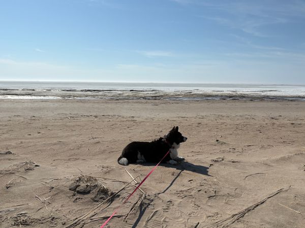A black and white corgi lying on a beach. In the background the icy baltic sea is visible.