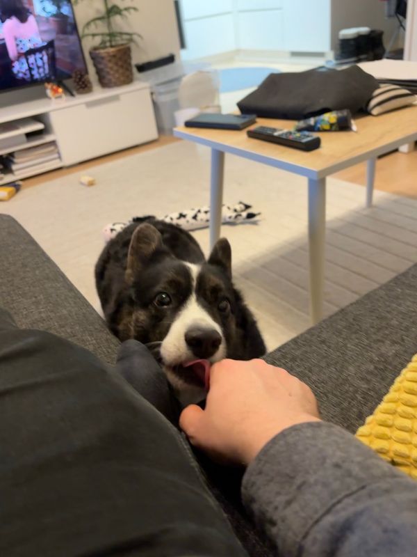 A black and white corgi is licking the photographers hand, who is seated on a couch. The dog's tongue makes a funny shape while she's licking.