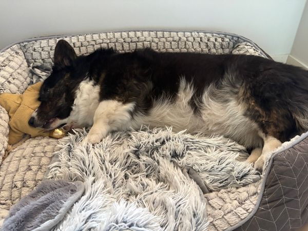 A black and white corgi playing dead in her dog bed. Her eyes white open just waiting for my call to jump up and fetch the toy. That last part is extra context not visible in the photo.