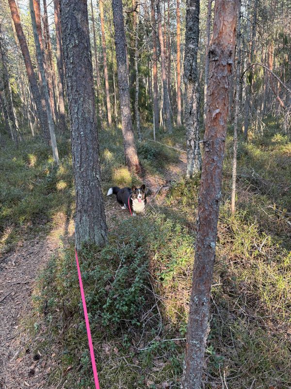 A black and white corgi on a bending forest trail. It's a sunny day and the pink leash has wrapped around a tree.