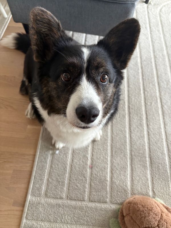 A black and white corgi looking into the camera while sitting on the floor.