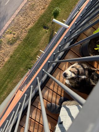 A black and white corgi cardigan photographed from above. The photographer is standing on a balcony and she is watching up, through a balcony rail.