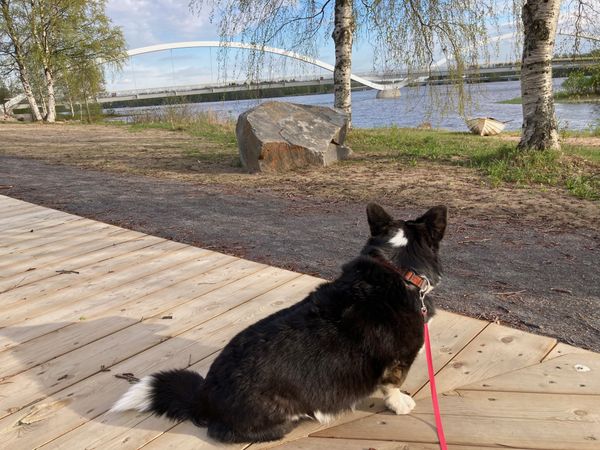 A black and white corgi sitting on a wooden platform next to a canal. There is a bridge in the background.