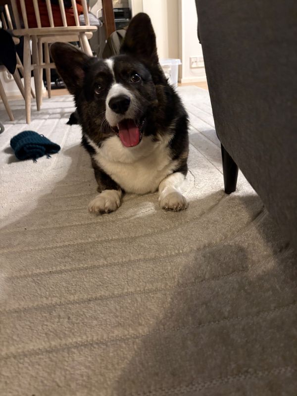 A corgi lying down next to a reading chair and watching excitedly past the camera.