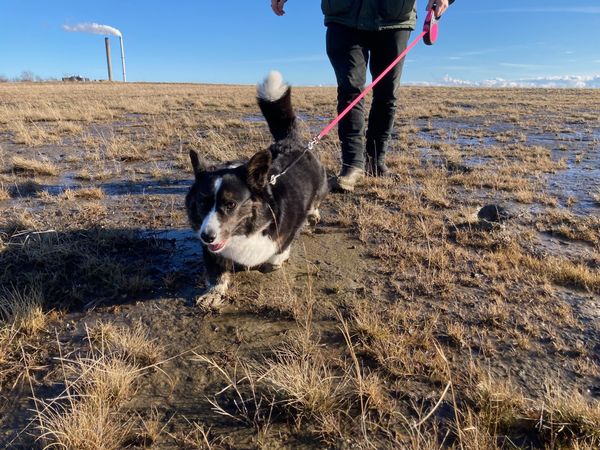 A black and white corgi walking through a muddy field towards the camera. There is a man walking behind the dog, but only his lower half is visible.