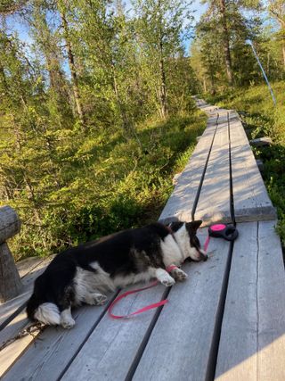 A black and white corgi cardigan lying on duckboards. She looks exhausted.