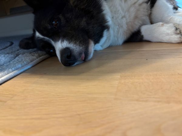 A black and white corgi lying on the floor (under a couch) with her tongue out.