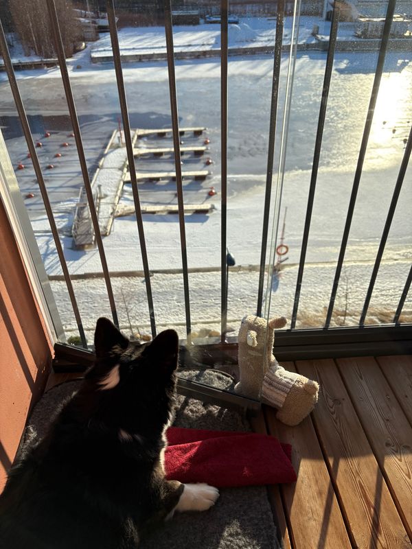 A corgi watching down from a glassed-in balcony out over a frozen-over canal.