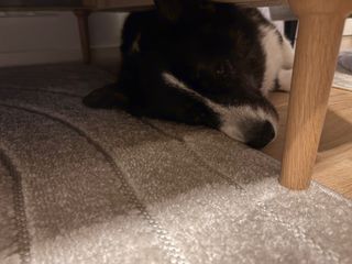 A black and white corgi cardigan lying next to - and with her head under - a couch. A couch leg is visible. Half her head rests on a carpet. She's looking into the carmera.