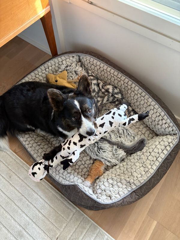 A black and white corgi sitting in her dog bed holding a dog toy with a cow pattern in her mouth.