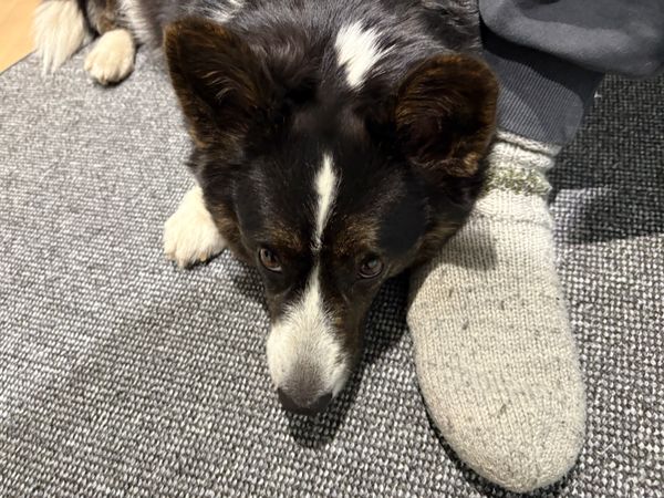 A black and white corgi cardigan is lying on a round carpet and leaning her head against a human's foot. There is a wool sock and a pant leg visible.