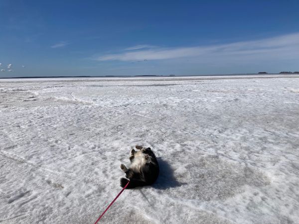 A black and white corgi cardigan lying on her back on a frozen part of the baltic sea. The horizon is far away and some small islands are visible relatively far way.