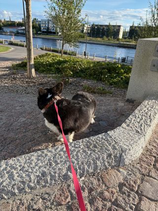 A black and white corgi cardigan watching over her shoulder back towards something outside the frame. In the background is a canal, some buildings on the other side of the canal and some urban greenery.