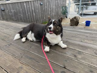 A black and white corgi cardigan lying on a wooden bench and looking towards the camera. There is a fisher's backpack with a hand net sticking out of it and a blue bucket next to it.