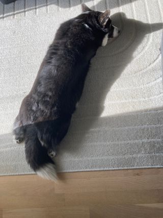 A black and white corgi cardigan lying on the floor, photographed from above and behind. The sun makes a strong shadow. Napu is watching the photographer out of the corner of her eye.