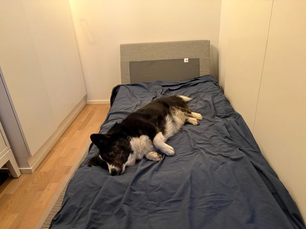 A black and white corgi cardigan lying on a small bed made for humans in a very small room.