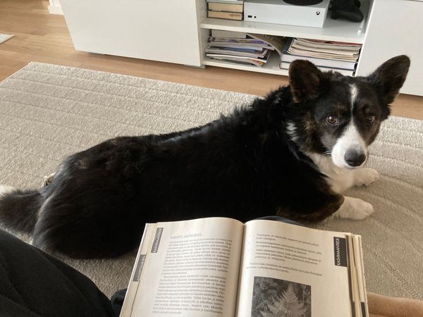 A black and white corgi cardigan lying on the floor and watching in to the camera. The person holding the camera is reading a Finnish language nature book.
