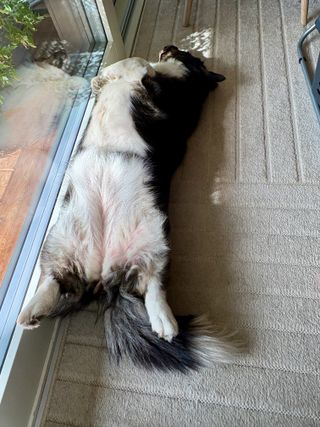 A black and white corgi cardigan lying on her back next to the balcony door. She is sleeping and enjoying the sun on her belly.