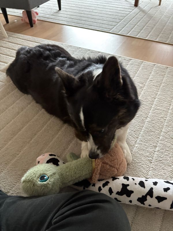 A black and white corgi cardigan lying on the floor and chewing on a turtle dog toy.