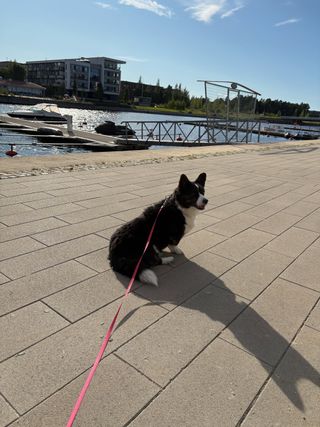 A black and white corgi cardigan sitting outside next to a canal. It's very sunny. There are some boats on platform behind her.