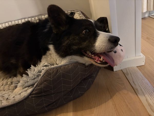 A black and white corgi with her tongue, panting. She's lying in her bed and was photographed in the middle of playing.