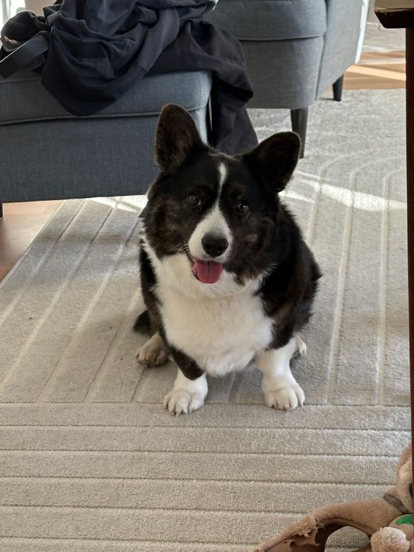 A black and white corgi sitting on the living room floor and looking straight into the camera, her head slightly tilted.