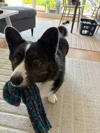 A black and white corgi cardigan with a wool sock in her mouth, ready to play.