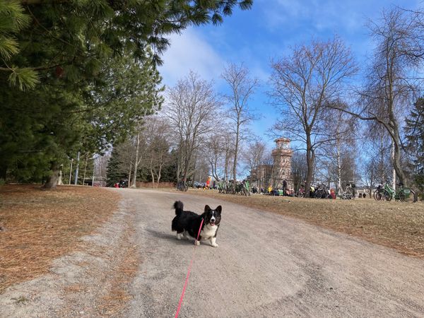 A black and white corgi cardigan standing in front of a park. There are people, bikes and some trees and an old wooden building (the "tähtitorni" observatory café Oulu) in the background.