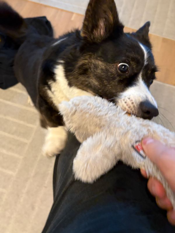 A black and white corgi jumping the photographer's leg, who is standing, to grab a dog toy. Her eyes are wide open.