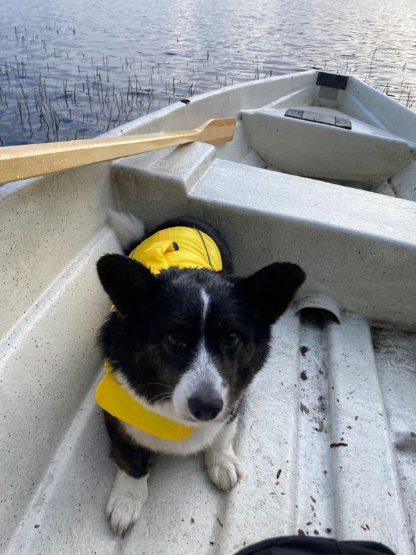 A black and white corgi in a swim vest sitting in a rowing boat. The weather looks quite rainy and dog looks quite wet.