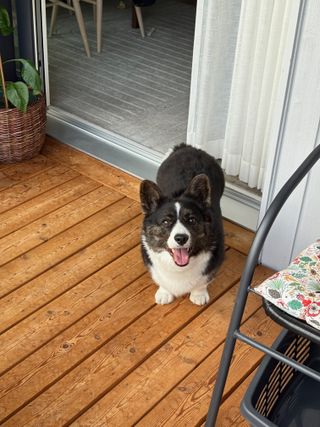A black and white corgi cardigan standing on a balcony looking playfully into the camera.