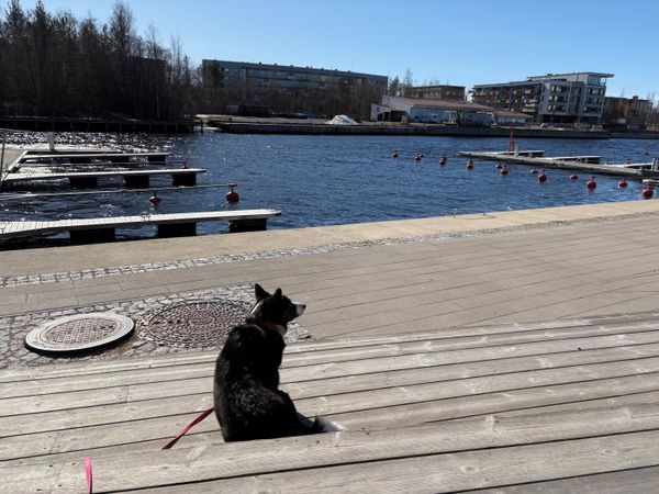 A black and white corgi sitting on a wooden staircase next to a canal.