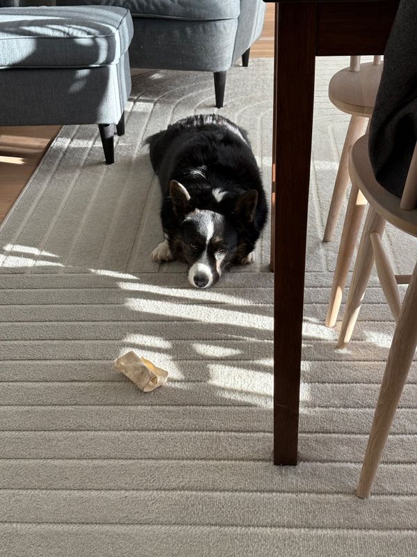 A corgi laying next to a kitchen table, watching the camera. The sunlight makes an interesting play of light and shadow on her face.