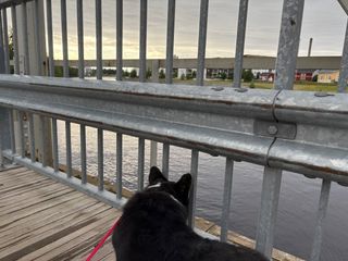 A black and white corgi cardigan looking down from a bridge onto the water. There is an urban landscape in the background.