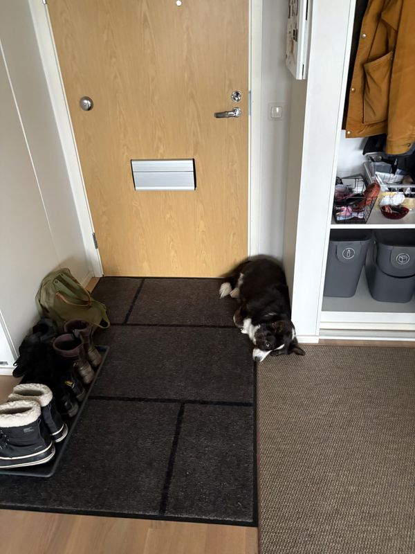 A black and white corgi cardigan lying next to the apartment's door. The photographer woke her up accidentally, so she watches rather judgemental into the camera.