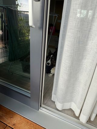 A black and white corgi cardigan, photographed from the outside, through an opened balcony door that is partially blocked by a curtain. She has an old sock in her mouth.
