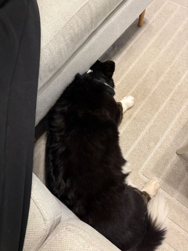 A black and white corgi sleeping with half her head under a couch on wooden legs.