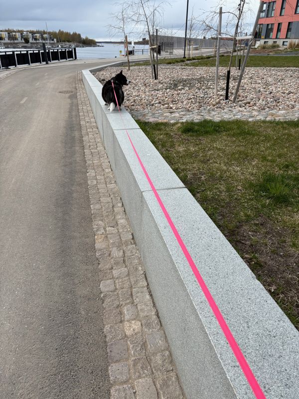A black and white corgi as far away as the leash would allow, on top of a kind of high wall (1 m or so), looking back. There is the baltic sea in the background.