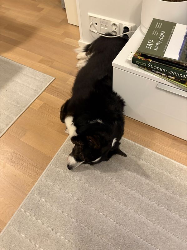 A corgi laying next to a tv bench. Next to the dog's behind are sockets and her back is pressed against the side of the bench. The dog seems relaxed, although to a human the posture looks somewhat uncomfortable.