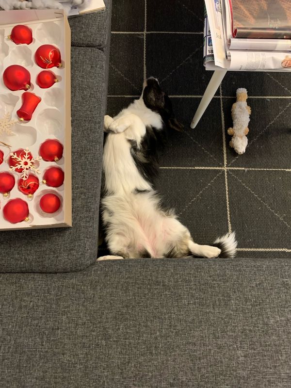 A top-down photograph of a black and white dog laying on its back, with its belly up, next to a couch.