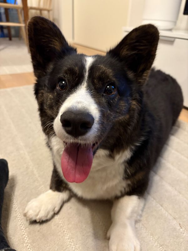 A black and white corgi cardigan lying on the floor, looking directly at the camera.