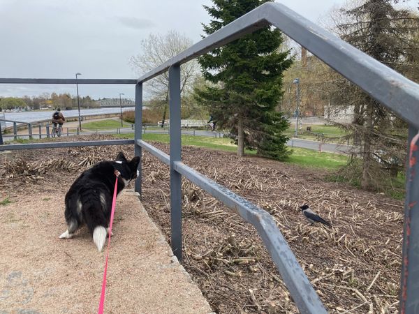 A black and white corgi looking past a banister into a city park. There is a crow bird to her right and a bicycle rider to her left. In the distance a bridge is visible. 