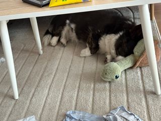A black and white corgi cardigan sleeping under a couch table. Her head is suggled against a dog toy of a turtle.