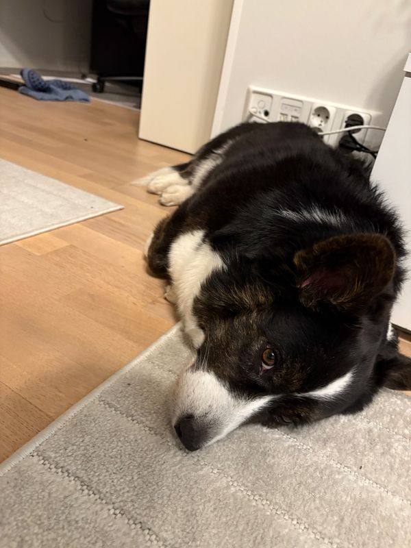 A black and white corgi laying on the floor next to a tv bench and looking at the camera. She seems quite tired.